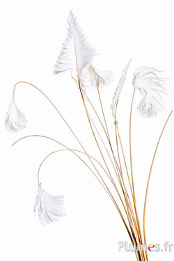 Struisvogel schacht met pluim - 30-40 cm - wit-crème